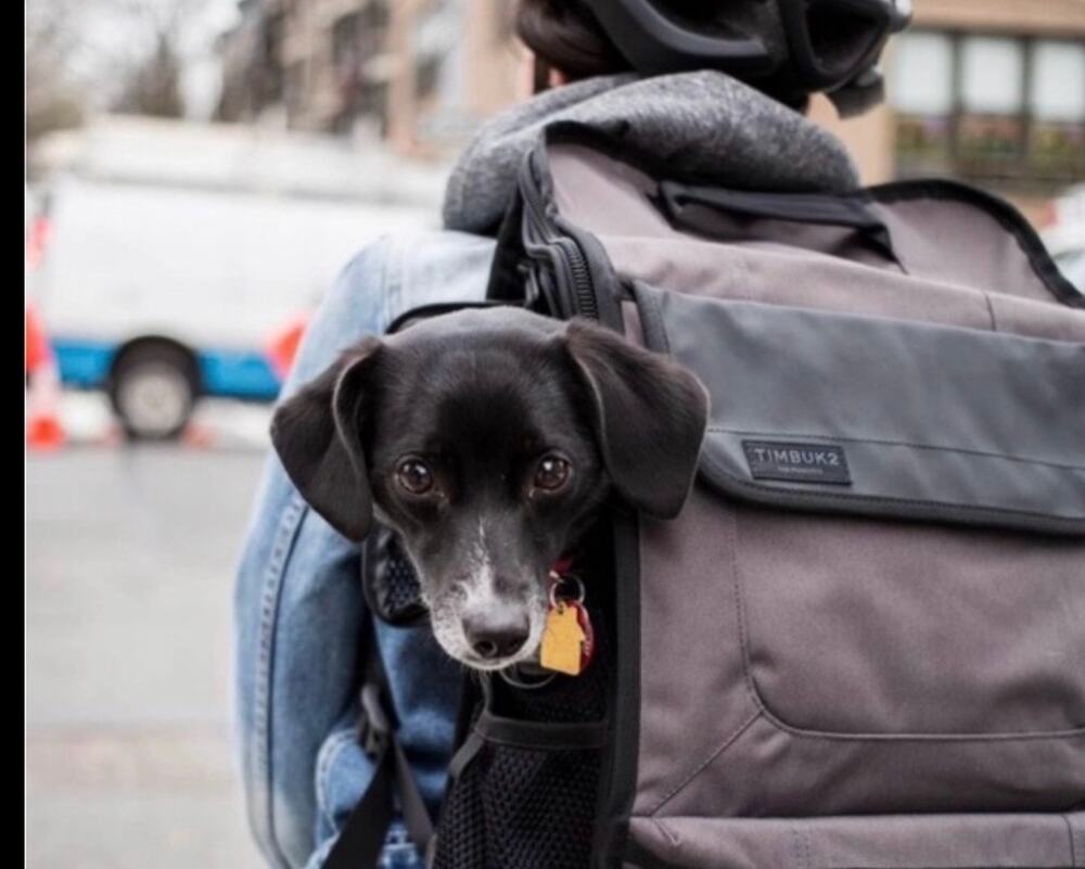 Timbuk2 Muttmover Backpack